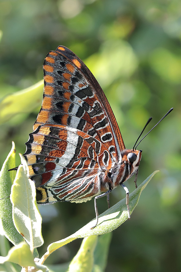 Charaxes jasus